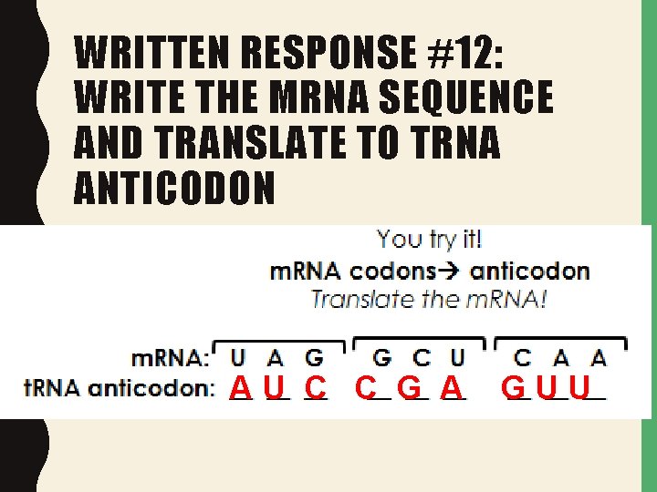 WRITTEN RESPONSE #12: WRITE THE MRNA SEQUENCE AND TRANSLATE TO TRNA ANTICODON AU C WRITTEN RESPONSE #12: WRITE THE MRNA SEQUENCE AND TRANSLATE TO TRNA ANTICODON AU C