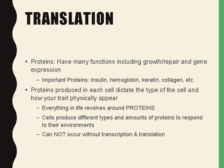 TRANSLATION • Proteins: Have many functions including growth/repair and gene expression – Important Proteins: TRANSLATION • Proteins: Have many functions including growth/repair and gene expression – Important Proteins: