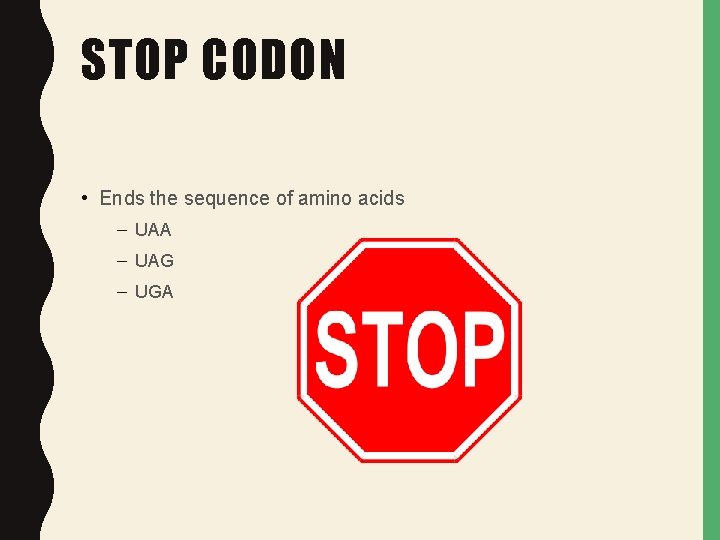 STOP CODON • Ends the sequence of amino acids – UAA – UAG – STOP CODON • Ends the sequence of amino acids – UAA – UAG –