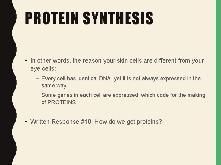 PROTEIN SYNTHESIS • In other words, the reason your skin cells are different from PROTEIN SYNTHESIS • In other words, the reason your skin cells are different from