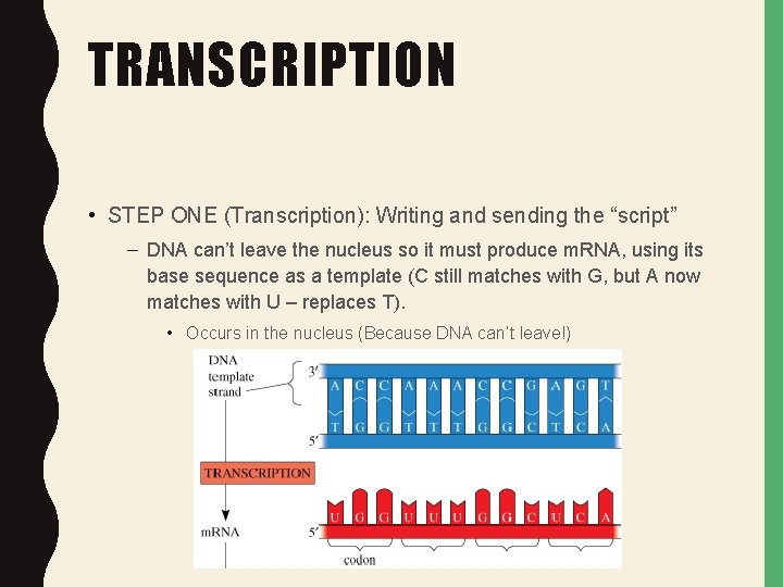 TRANSCRIPTION • STEP ONE (Transcription): Writing and sending the “script” – DNA can’t leave TRANSCRIPTION • STEP ONE (Transcription): Writing and sending the “script” – DNA can’t leave