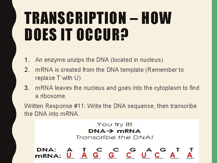 TRANSCRIPTION – HOW DOES IT OCCUR? 1. An enzyme unzips the DNA (located in TRANSCRIPTION – HOW DOES IT OCCUR? 1. An enzyme unzips the DNA (located in