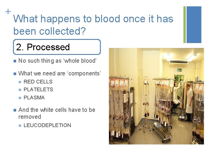 + What happens to blood once it has been collected? 2. Processed n No