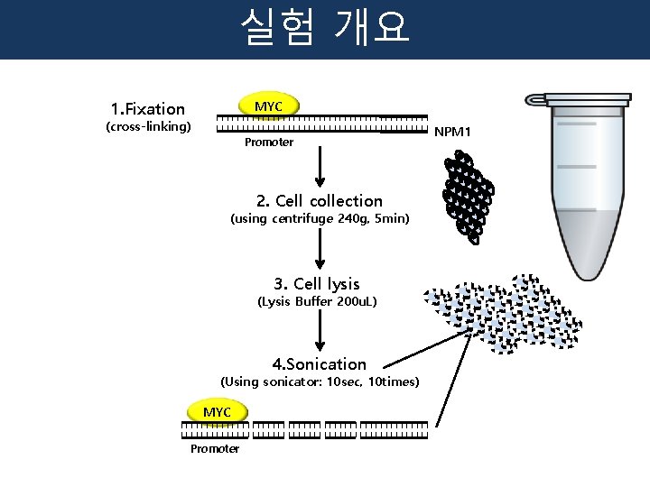 실험 개요 1. Fixation MYC (cross-linking) Promoter 2. Cell collection (using centrifuge 240 g,