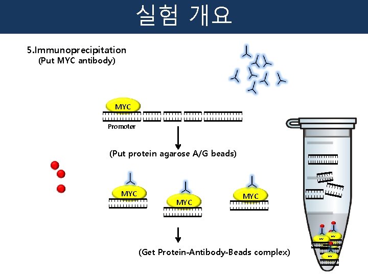 실험 개요 5. Immunoprecipitation (Put MYC antibody) MYC Promoter (Put protein agarose A/G beads)