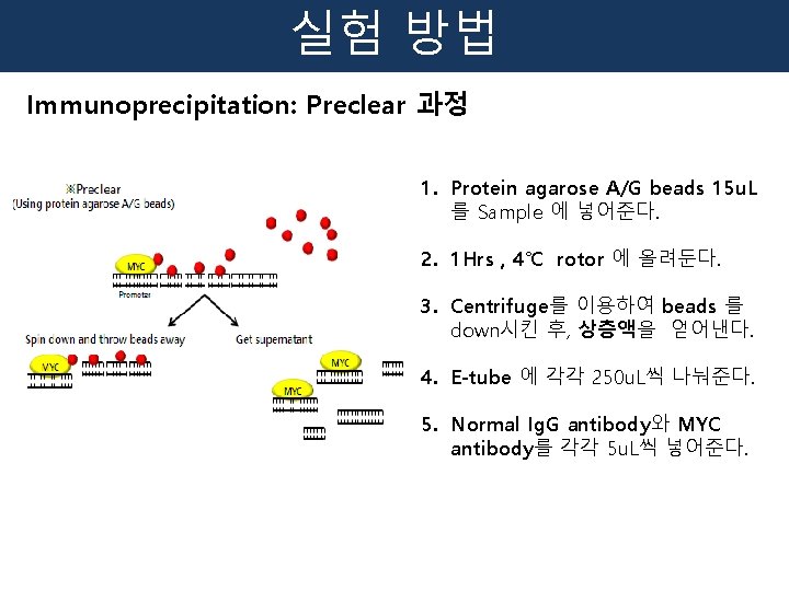 실험 방법 Immunoprecipitation: Preclear 과정 1. Protein agarose A/G beads 15 u. L 를