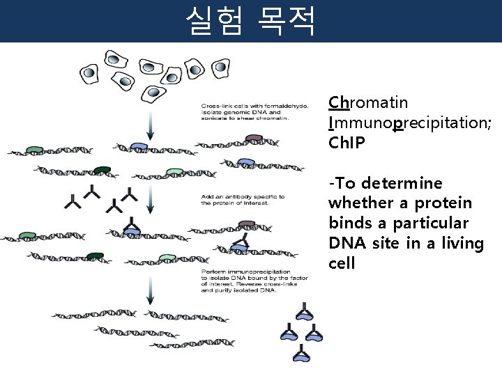 실험 목적 Chromatin Immunoprecipitation; Ch. IP -To determine whether a protein binds a particular