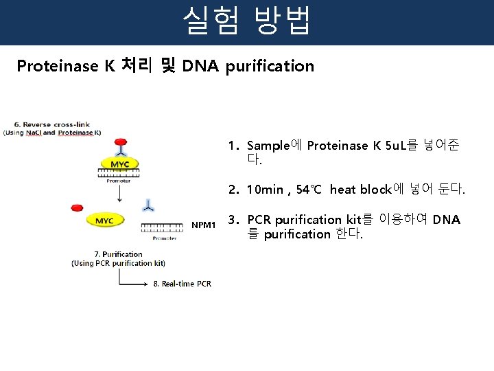 실험 방법 Proteinase K 처리 및 DNA purification 1. Sample에 Proteinase K 5 u.