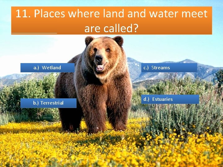 11. Places where land water meet are called? a. ) Wetland b. ) Terrestrial
