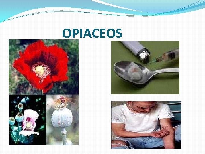 OPIACEOS 