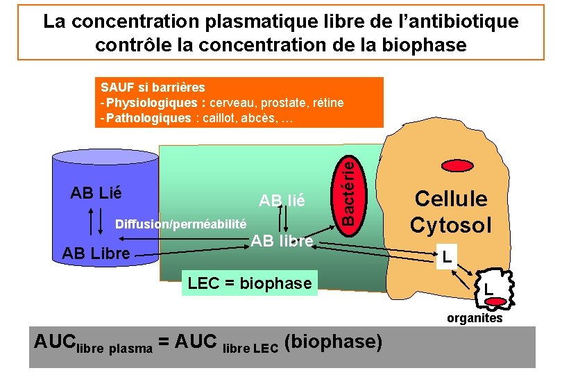 La concentration plasmatique libre de l’antibiotique contrôle la concentration de la biophase AB Lié