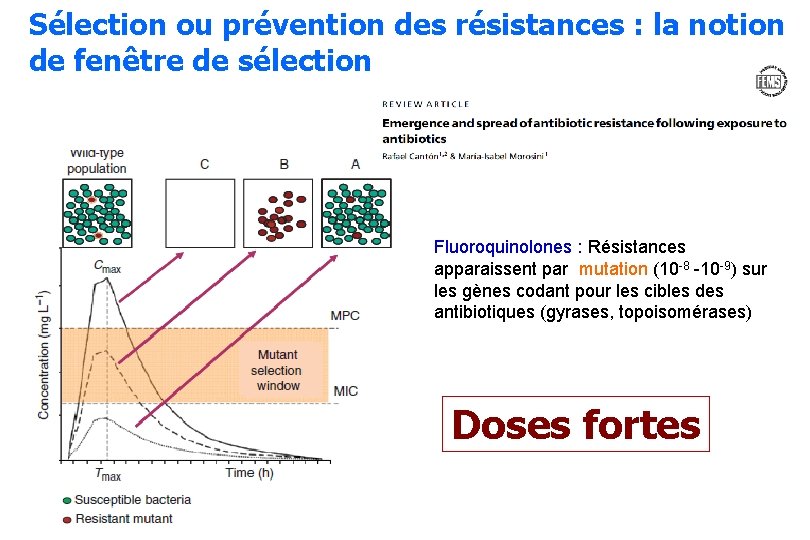 Sélection ou prévention des résistances : la notion de fenêtre de sélection Fluoroquinolones :