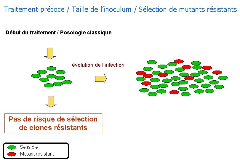 Traitement précoce / Taille de l’inoculum / Sélection de mutants résistants Début du traitement