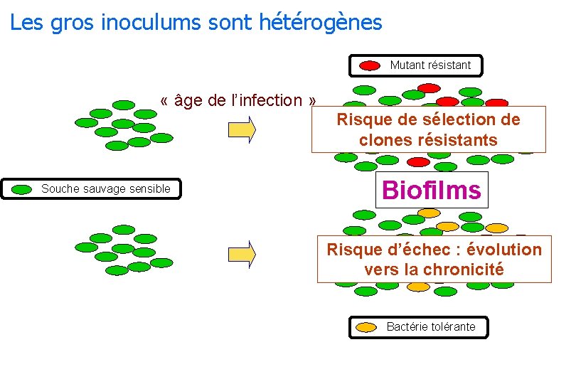 Les gros inoculums sont hétérogènes Mutant résistant « âge de l’infection » Risque de