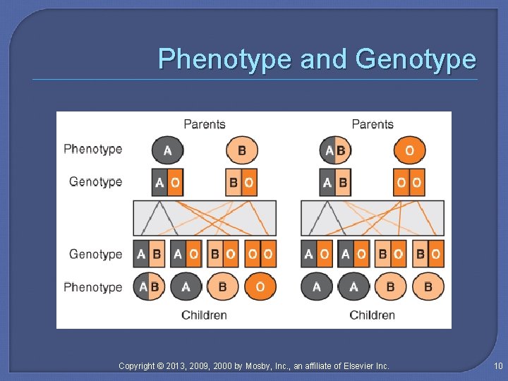 Phenotype and Genotype Copyright © 2013, 2009, 2000 by Mosby, Inc. , an affiliate