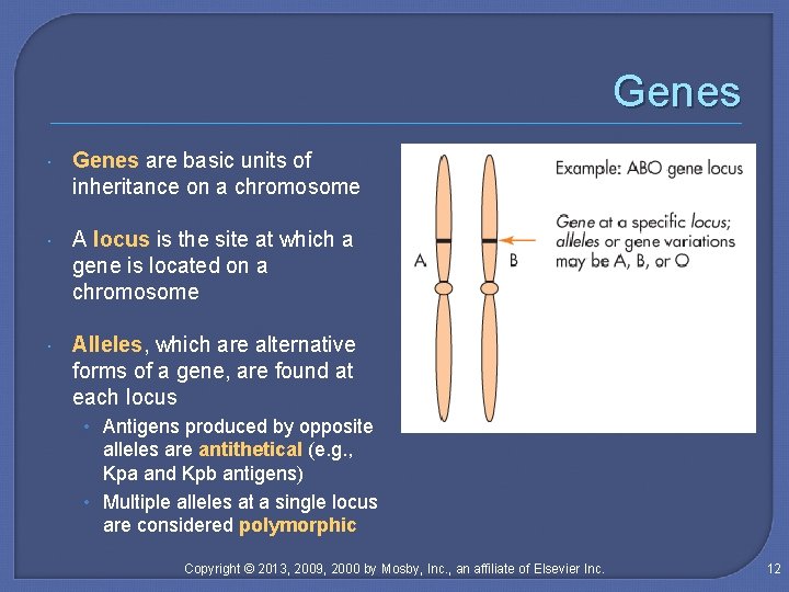 Genes are basic units of inheritance on a chromosome A locus is the site