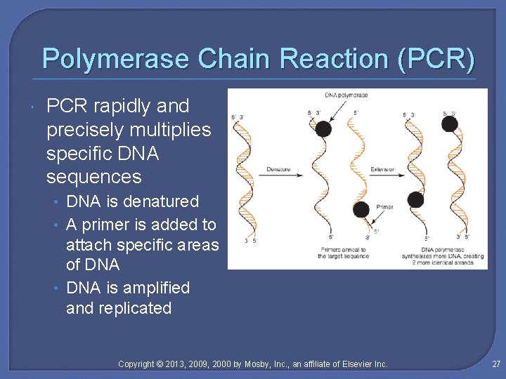Polymerase Chain Reaction (PCR) PCR rapidly and precisely multiplies specific DNA sequences • DNA