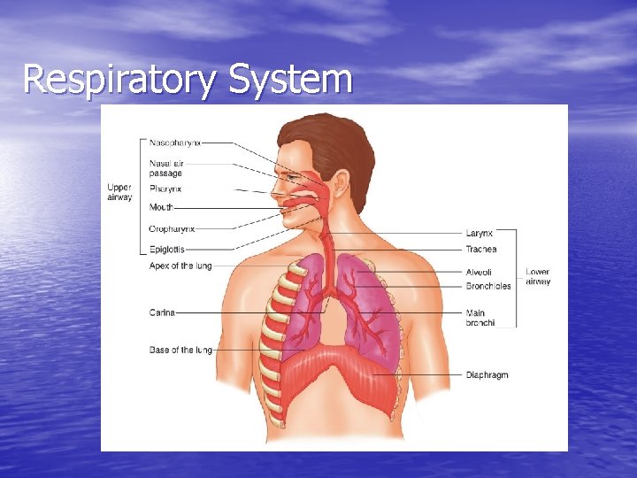 Respiratory System 