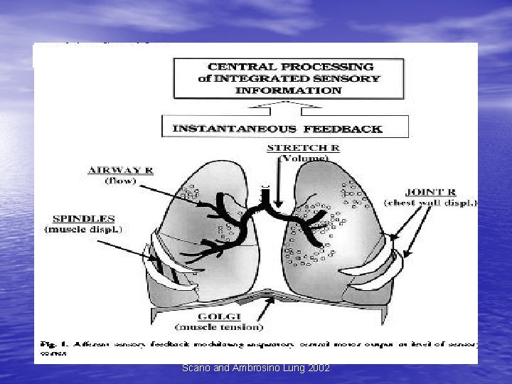 Pathophysiology of Breathing Scano and Ambrosino Lung 2002 