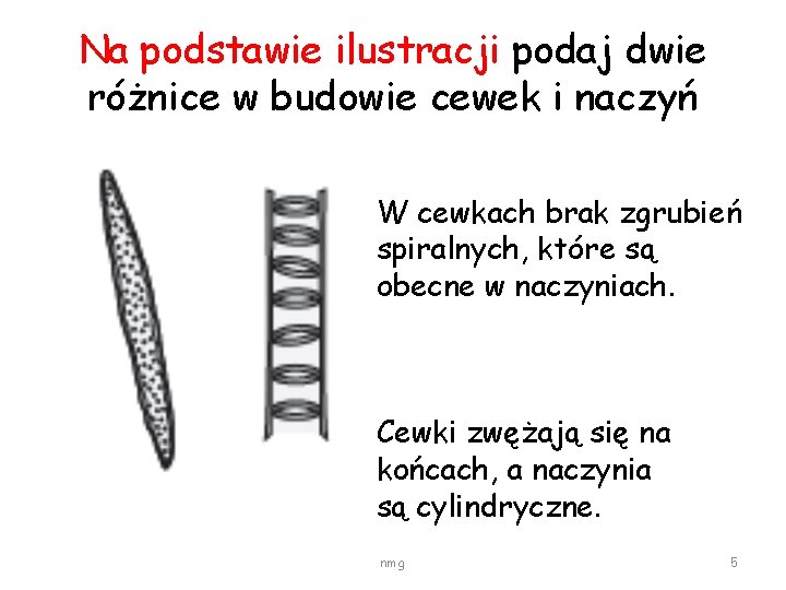 Na podstawie ilustracji podaj dwie różnice w budowie cewek i naczyń W cewkach brak