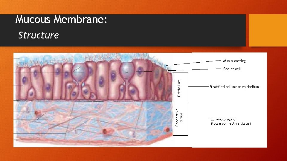 Mucous Membrane: Structure Mucus coating Connective tissue Epithelium Goblet cell Stratified columnar epithelium Lamina