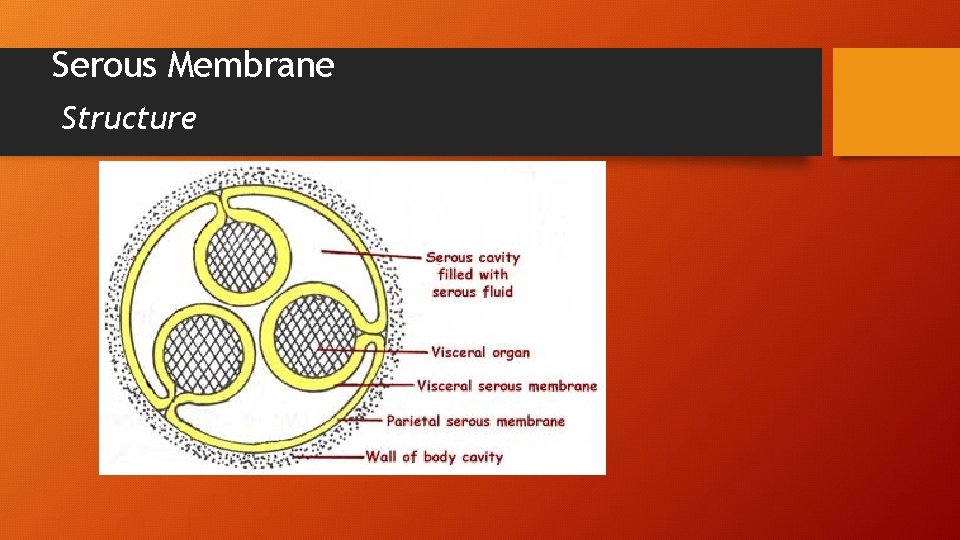 Serous Membrane Structure 
