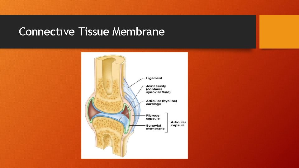 Connective Tissue Membrane 