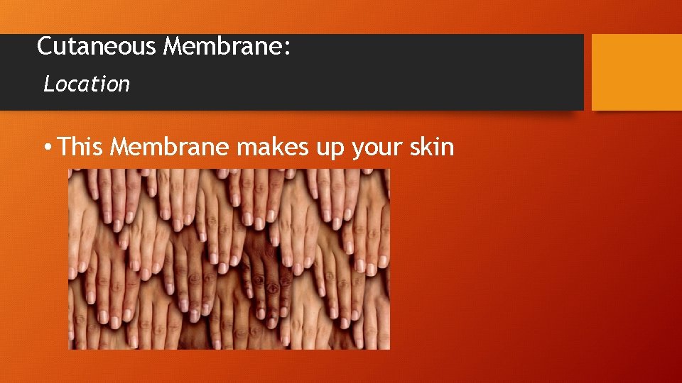 Cutaneous Membrane: Location • This Membrane makes up your skin 