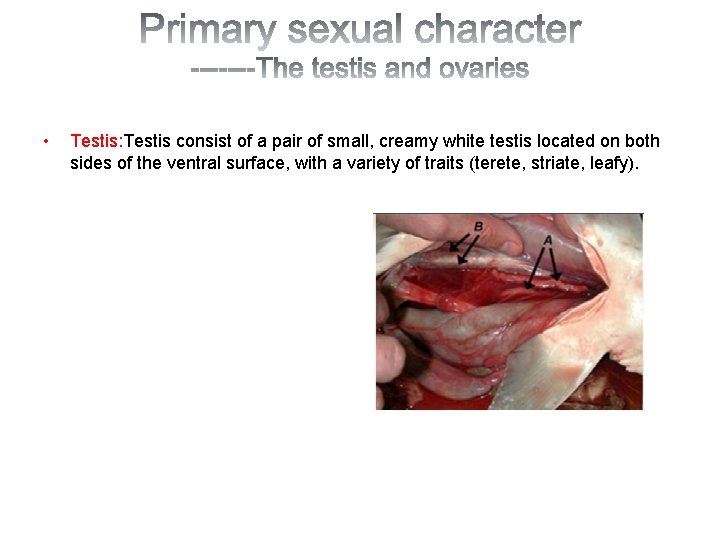  • Testis: Testis consist of a pair of small, creamy white testis located