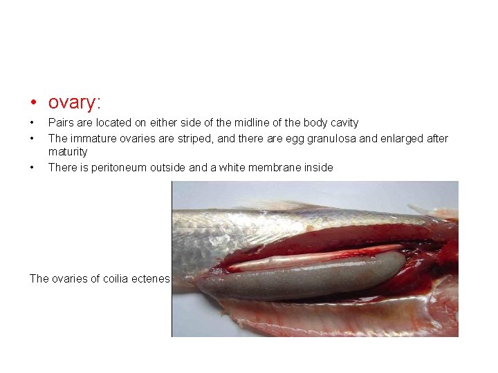  • ovary: • • • Pairs are located on either side of the