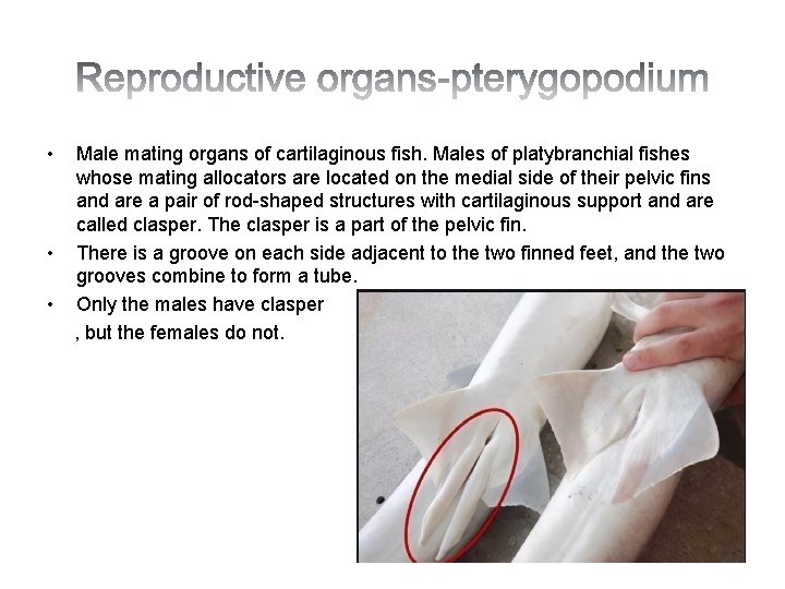  • • • Male mating organs of cartilaginous fish. Males of platybranchial fishes