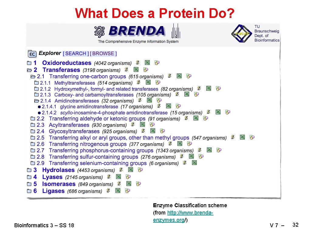 What Does a Protein Do? Bioinformatics 3 – SS 18 Enzyme Classification scheme (from