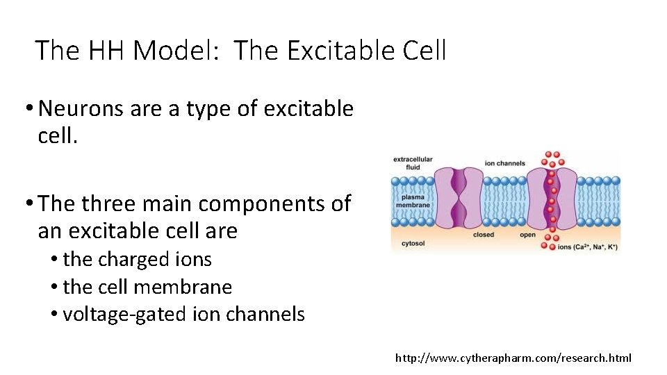 The HH Model: The Excitable Cell • Neurons are a type of excitable cell.