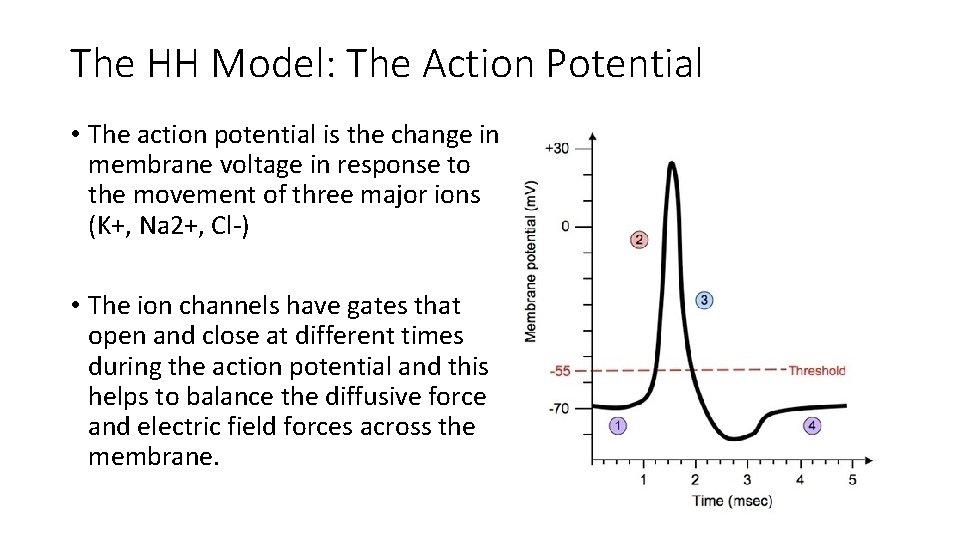 The HH Model: The Action Potential • The action potential is the change in