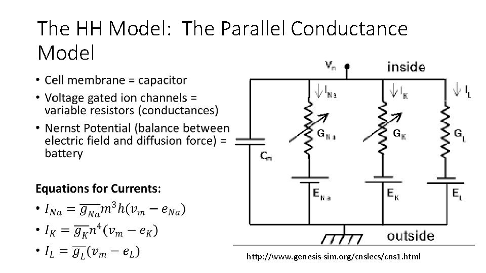 The HH Model: The Parallel Conductance Model • http: //www. genesis-sim. org/cnslecs/cns 1. html