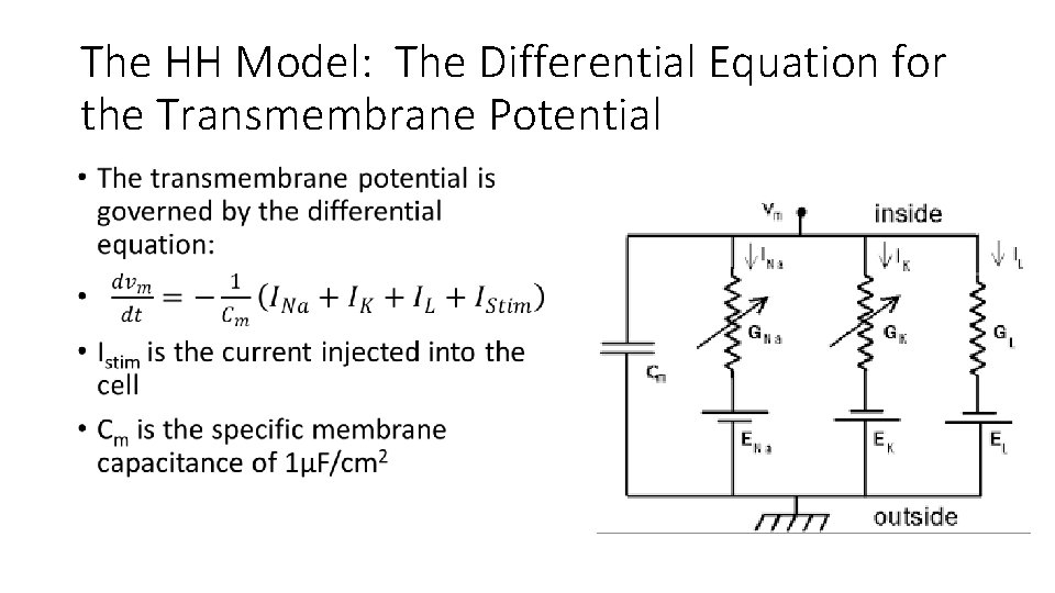 The HH Model: The Differential Equation for the Transmembrane Potential • 