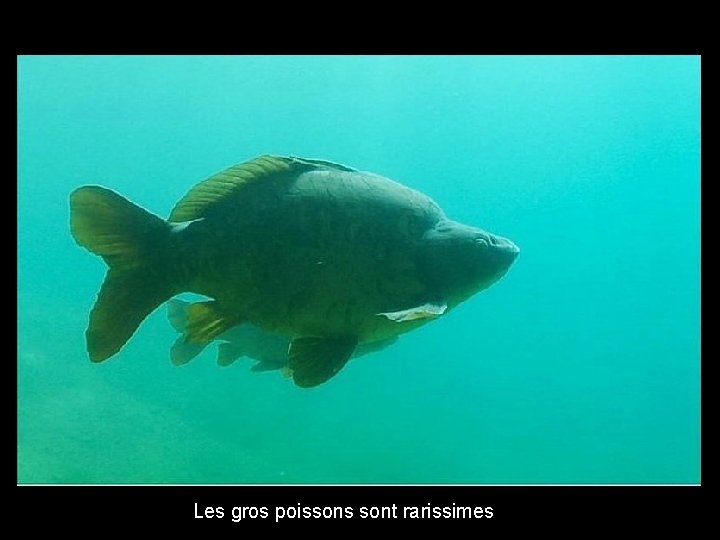 Les gros poissons sont rarissimes 