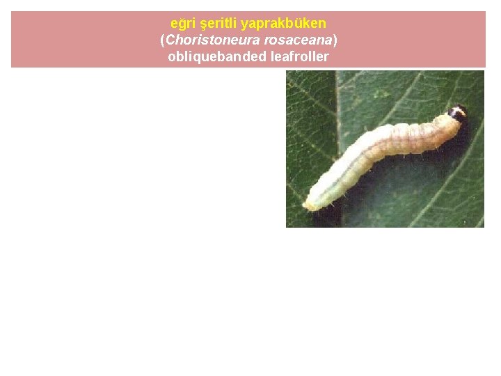 eğri şeritli yaprakbüken (Choristoneura rosaceana) obliquebanded leafroller 