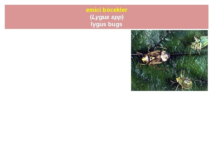 emici böcekler (Lygus spp) lygus bugs 