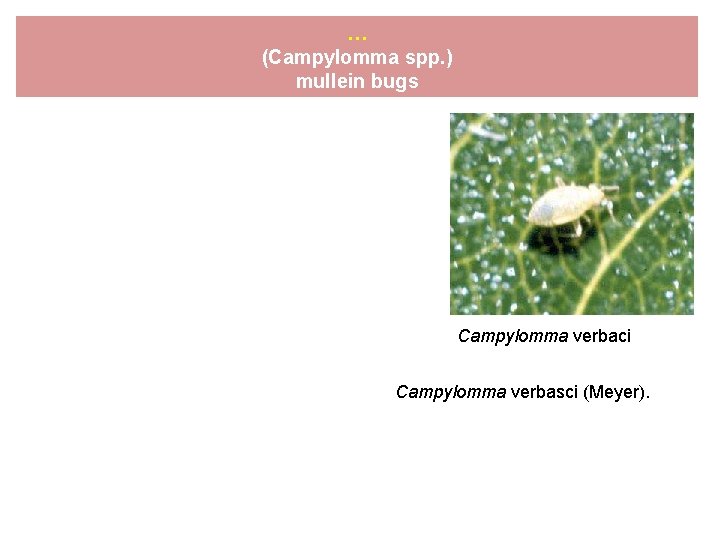 … (Campylomma spp. ) mullein bugs Campylomma verbaci Campylomma verbasci (Meyer). 