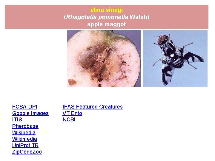 elma sineği (Rhagoletis pomonella Walsh) apple maggot FCSA-DPI Google Images ITIS Pherobase Wikipedia Wikimedia