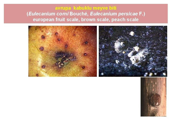 avrupa kabuklu meyve biti (Eulecanium corni Bouché, Eulecanium persicae F. ) european fruit scale,