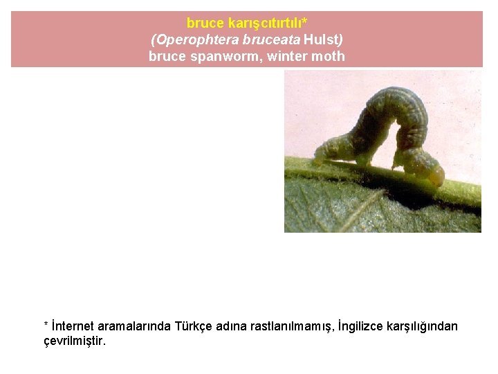 bruce karışcıtırtılı* (Operophtera bruceata Hulst) bruce spanworm, winter moth * İnternet aramalarında Türkçe adına