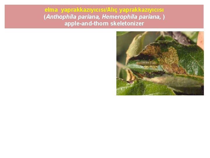 elma yaprakkazıyıcısı/Alıç yaprakkazıyıcısı (Anthophila pariana, Hemerophila pariana, ) apple-and-thorn skeletonizer 