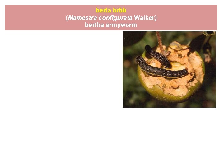 berta tırtılı (Mamestra configurata Walker) bertha armyworm 