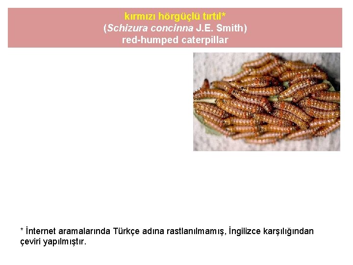 kırmızı hörgüçlü tırtıl* (Schizura concinna J. E. Smith) red-humped caterpillar * İnternet aramalarında Türkçe