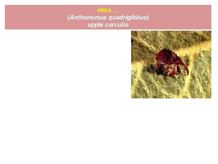 elma … (Anthonomus quadrigibbus) apple curculio 
