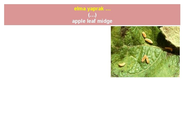 elma yaprak … (…) apple leaf midge 