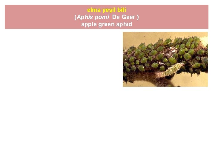 elma yeşil biti (Aphis pomi De Geer ) apple green aphid 