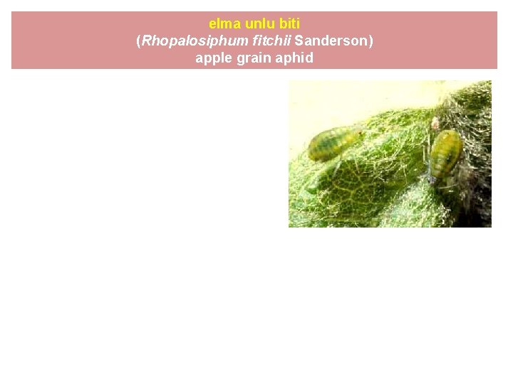 elma unlu biti (Rhopalosiphum fitchii Sanderson) apple grain aphid 